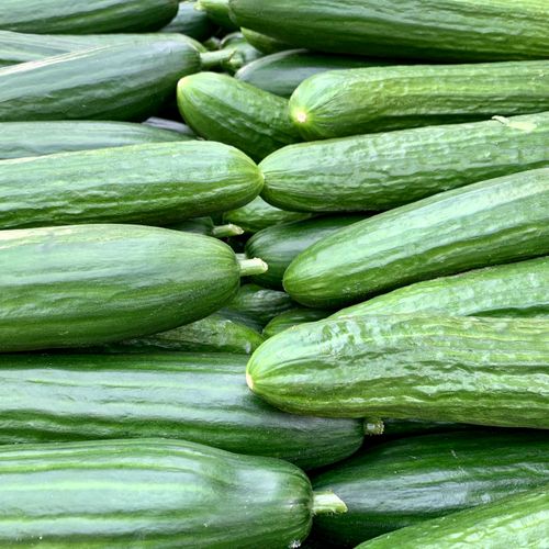 Organik Salatalık — 1kg