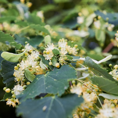 Kurutulmuş Ihlamur — 100g