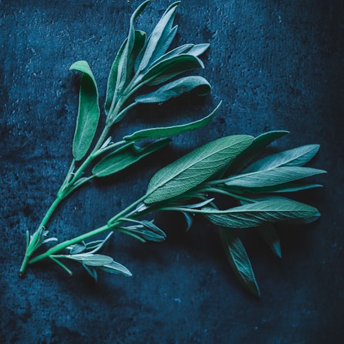 Kurutulmuş Adaçayı — 100g