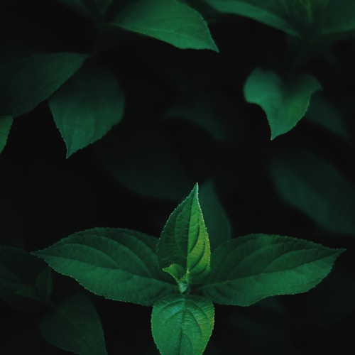 Kurutulmuş Nane — 100g